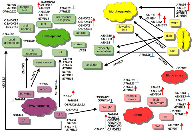 Evolutionary Consequences of Functional and Regulatory Divergence of HD-Zip I Transcription Factors as a Source of Diversity in Protein Interaction Networks in Plants.