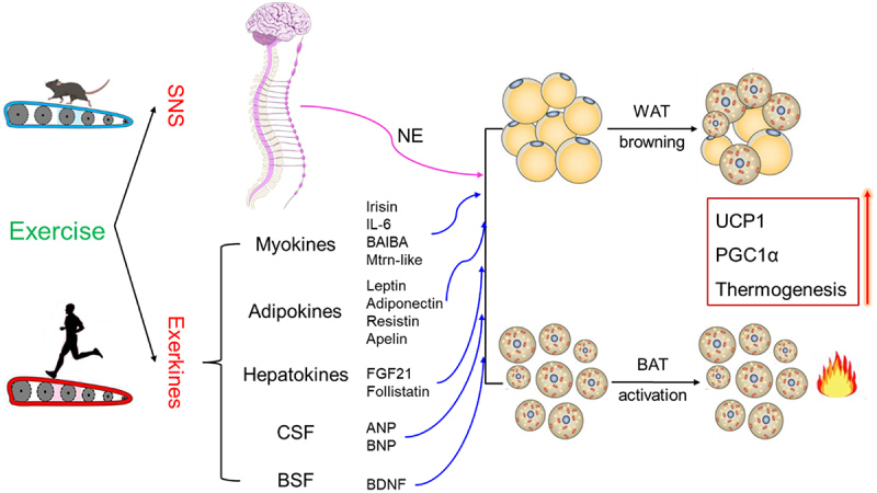 Regulatory effects and mechanisms of exercise on activation of brown adipose tissue (BAT) and browning of white adipose tissue (WAT).