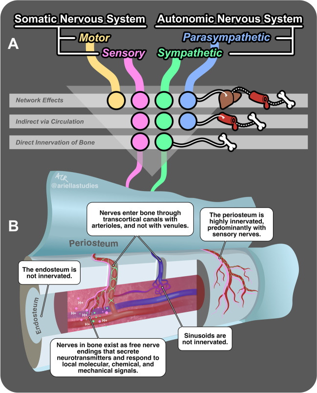 Role of the Peripheral Nervous System in Skeletal Development and Regeneration: Controversies and Clinical Implications.