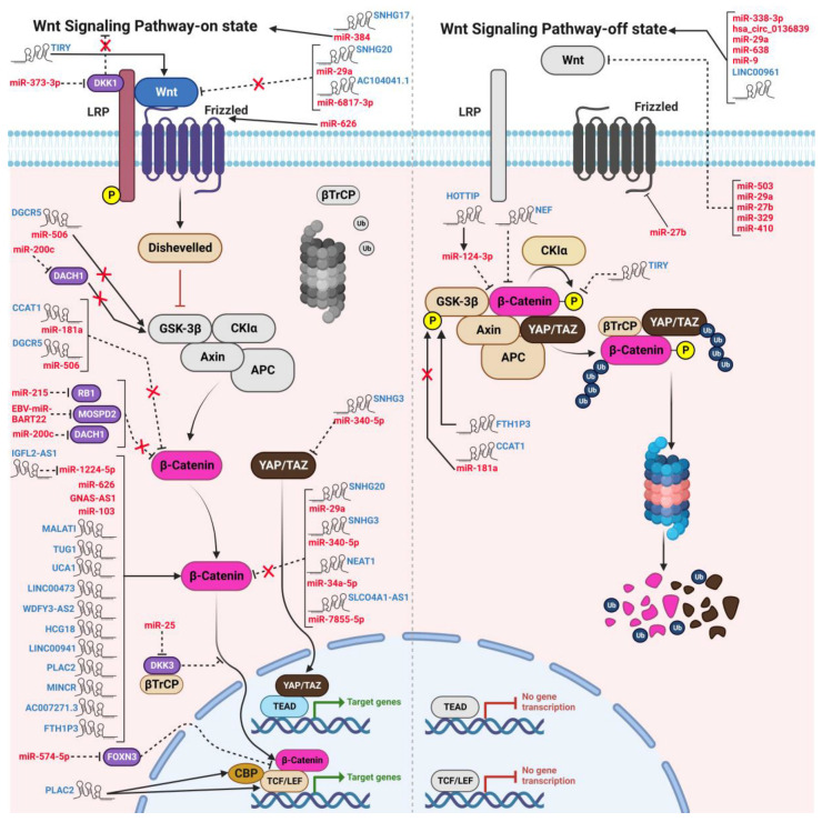 Crosstalk between Non-Coding RNAs and Wnt/β-Catenin Signaling in Head and Neck Cancer: Identification of Novel Biomarkers and Therapeutic Agents.