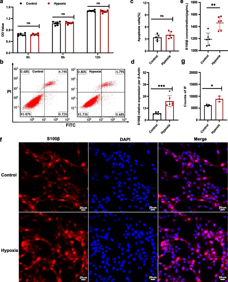 Enteric glial cells aggravate the intestinal epithelial barrier damage by secreting S100β under high-altitude conditions.