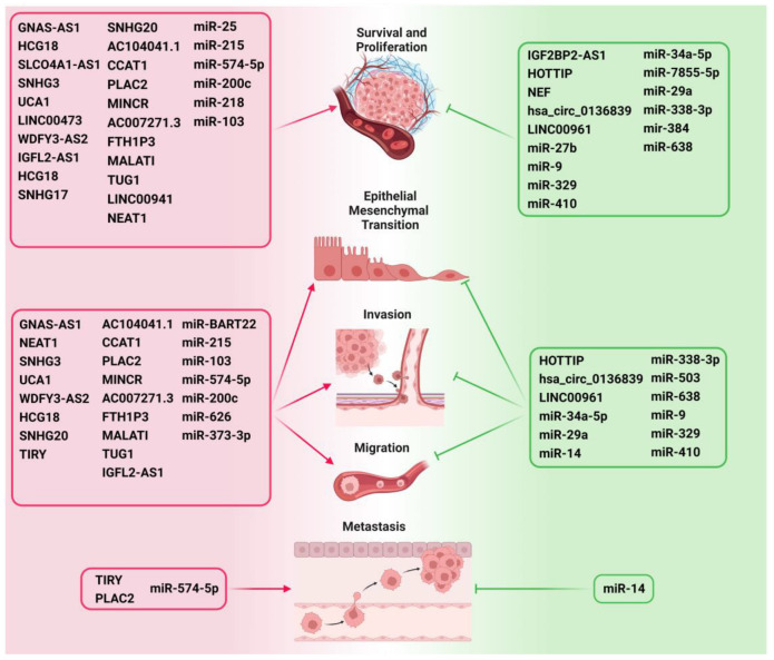 Crosstalk between Non-Coding RNAs and Wnt/β-Catenin Signaling in Head and Neck Cancer: Identification of Novel Biomarkers and Therapeutic Agents.