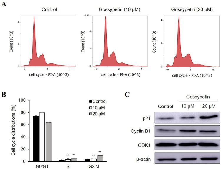 Anticancer effects of gossypetin from Hibiscus sabdariffa in oral squamous cell carcinoma.