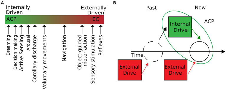 Autogenous cerebral processes: an invitation to look at the brain from inside out.