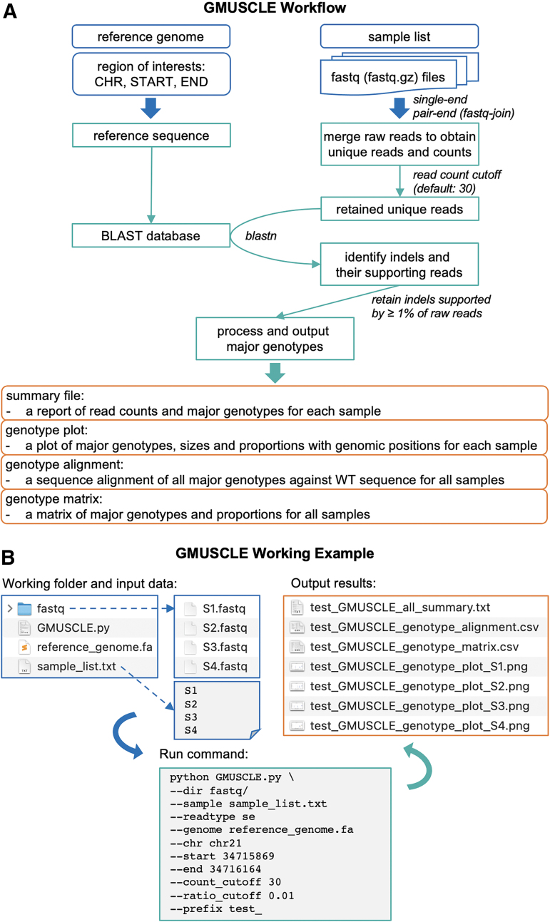 Genotyping MUltiplexed-Sequencing of CRISPR-Localized Editing (GMUSCLE): An Experimental and Computational Approach for Analyzing CRISPR-Edited Cells.