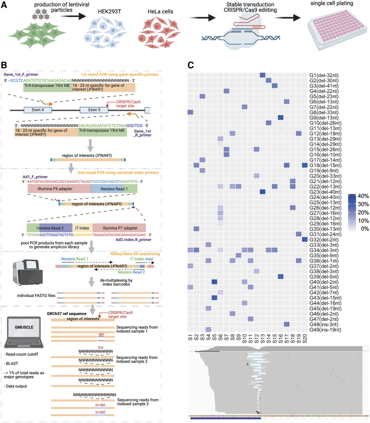 Genotyping MUltiplexed-Sequencing of CRISPR-Localized Editing (GMUSCLE): An Experimental and Computational Approach for Analyzing CRISPR-Edited Cells.