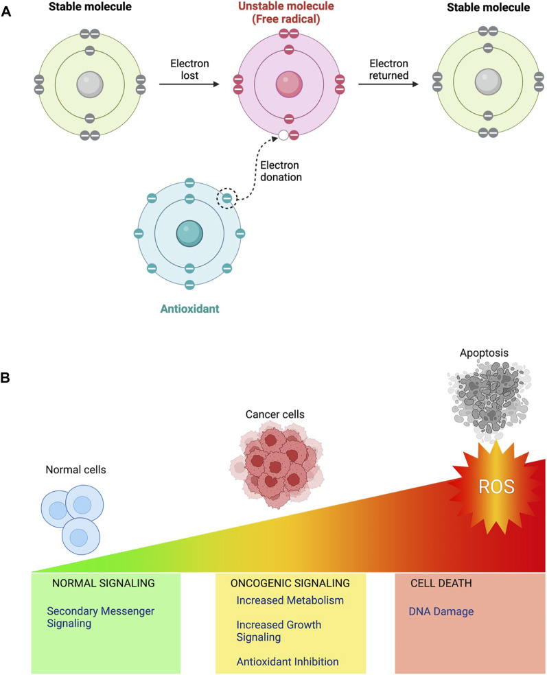 Recent advances and future directions in etiopathogenesis and mechanisms of reactive oxygen species in cancer treatment.