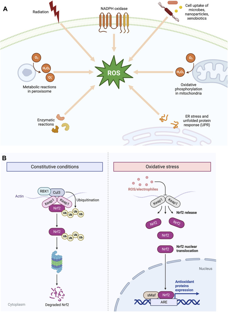 Recent advances and future directions in etiopathogenesis and mechanisms of reactive oxygen species in cancer treatment.