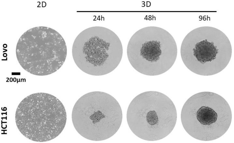 A Simple and Fast Method for the Formation and Downstream Processing of Cancer-Cell-Derived 3D Spheroids: An Example Using Nicotine-Treated A549 Lung Cancer 3D Spheres.