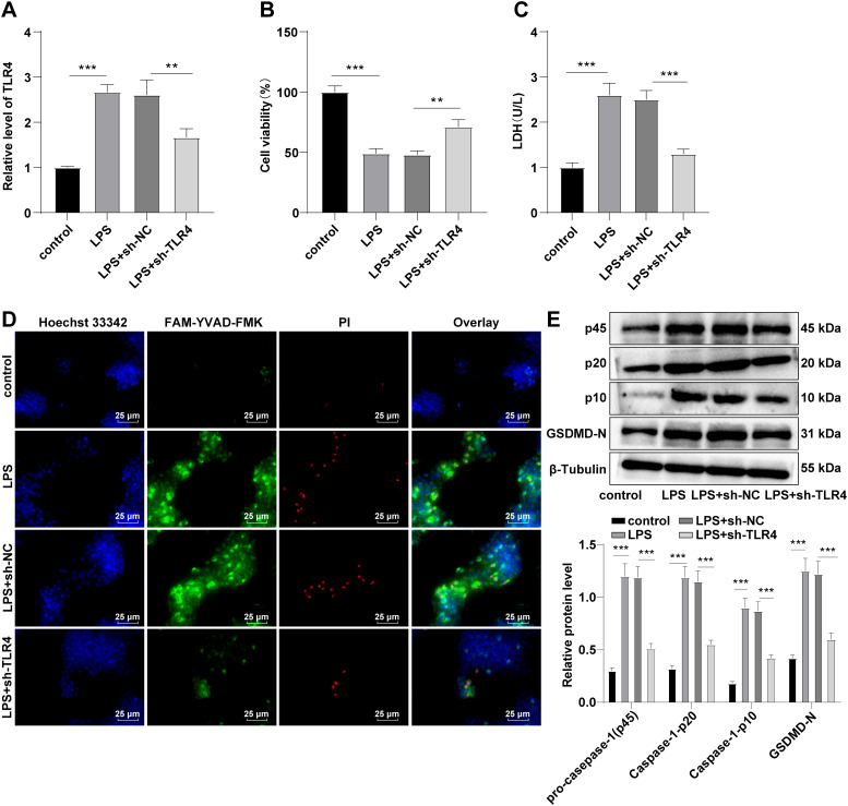 Toll-like receptor 4 promotes the inflammatory response in septic acute kidney injury by promoting p38 mitogen-activated protein kinase phosphorylation.