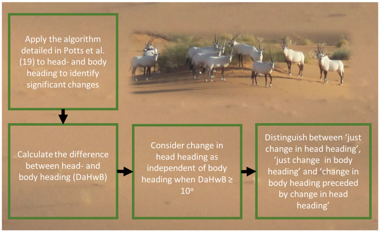 Examination of head versus body heading may help clarify the extent to which animal movement pathways are structured by environmental cues?