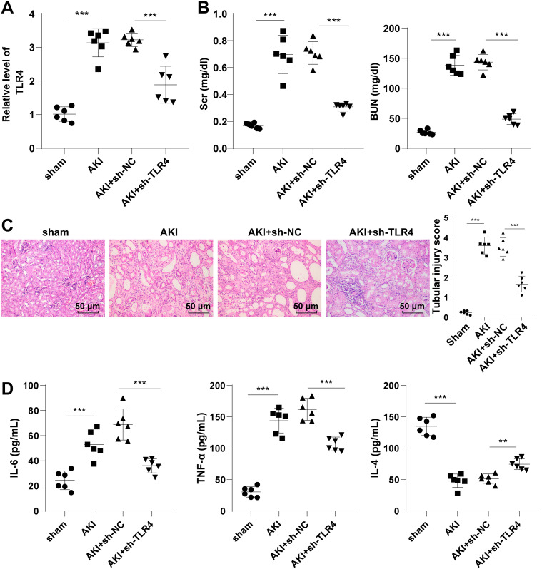 Toll-like receptor 4 promotes the inflammatory response in septic acute kidney injury by promoting p38 mitogen-activated protein kinase phosphorylation.