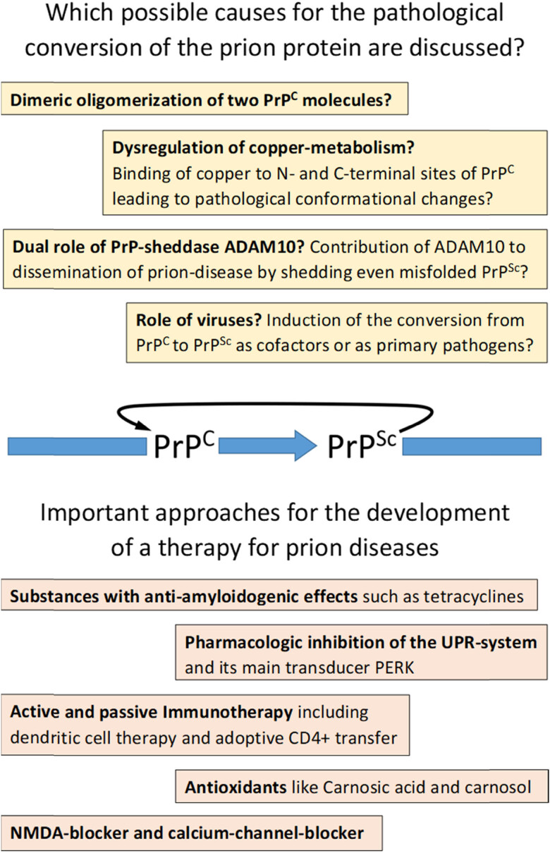 Human prion diseases and the prion protein - what is the current state of knowledge?