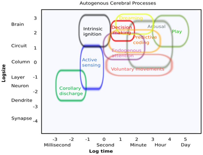 Autogenous cerebral processes: an invitation to look at the brain from inside out.