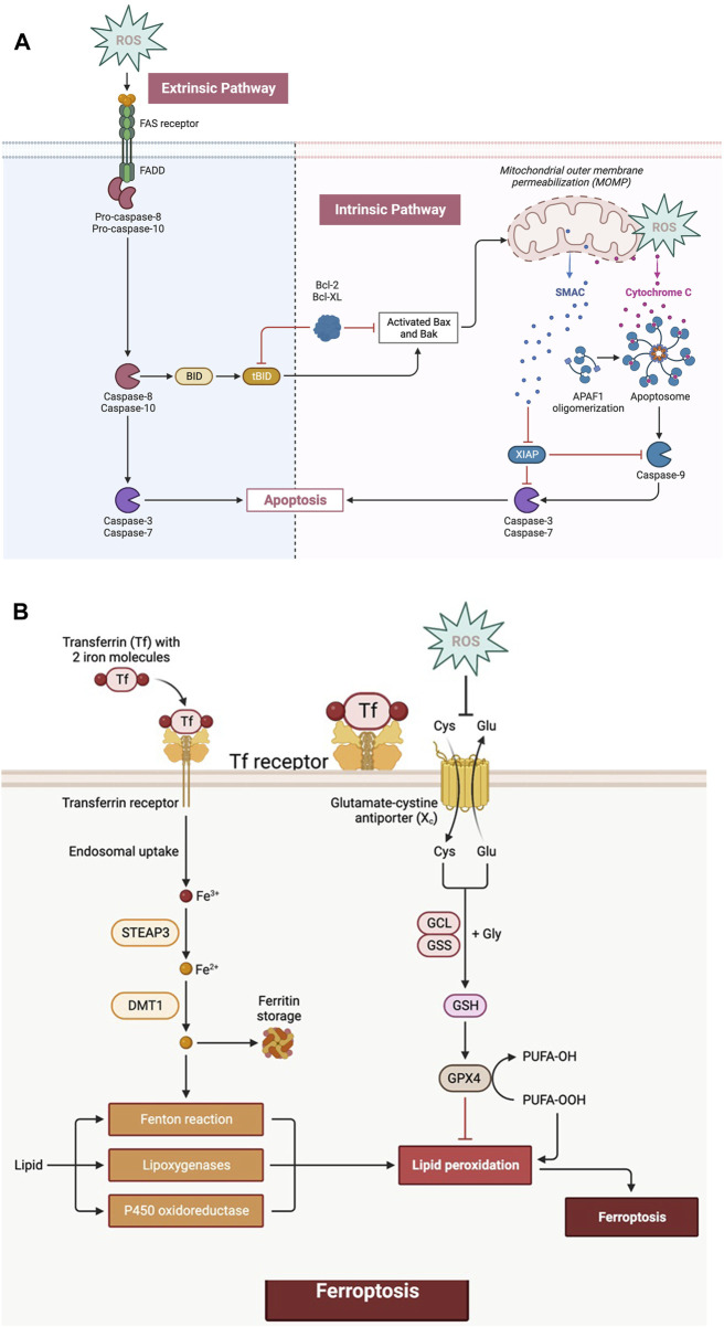 Recent advances and future directions in etiopathogenesis and mechanisms of reactive oxygen species in cancer treatment.