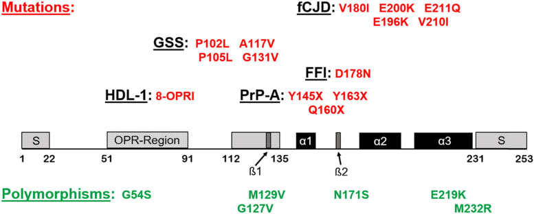 Human prion diseases and the prion protein - what is the current state of knowledge?