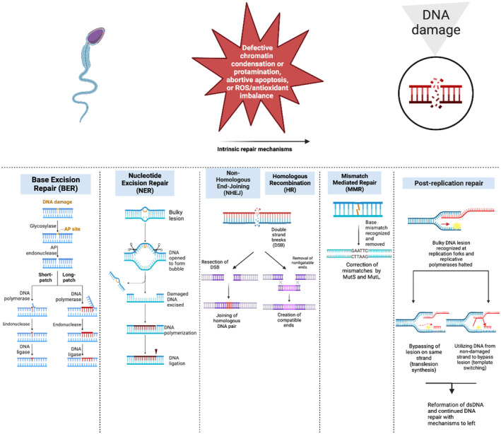 Sperm DNA fragmentation testing in clinical management of reproductive medicine.