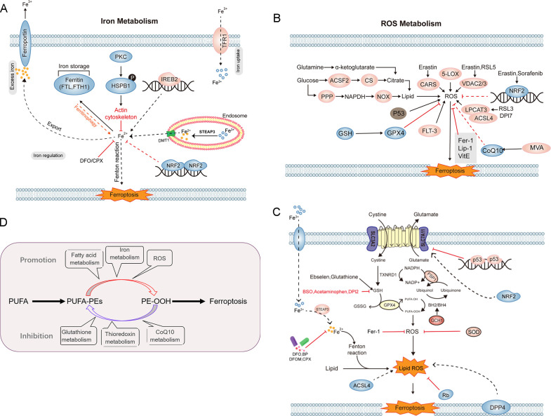 Targeting the ferroptosis crosstalk: novel alternative strategies for the treatment of major depressive disorder.