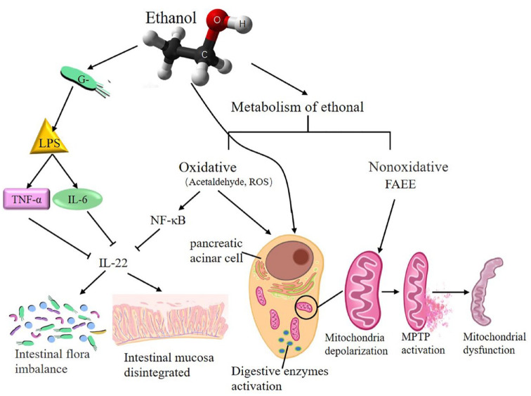 Gut microbiota interacts with inflammatory responses in acute pancreatitis.