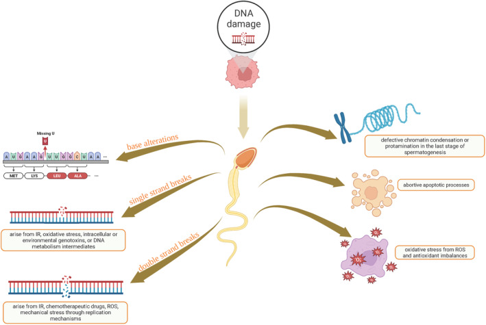 Sperm DNA fragmentation testing in clinical management of reproductive medicine.