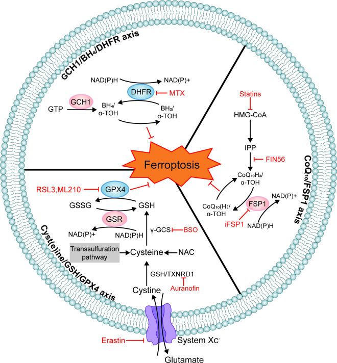 Targeting the ferroptosis crosstalk: novel alternative strategies for the treatment of major depressive disorder.