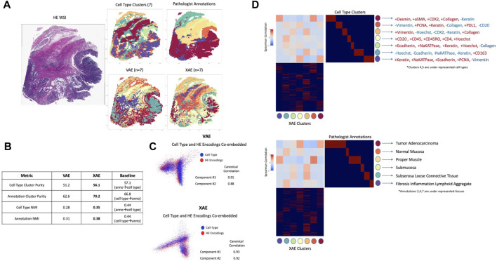 3D multiplexed tissue imaging reconstruction and optimized region of interest (ROI) selection through deep learning model of channels embedding.