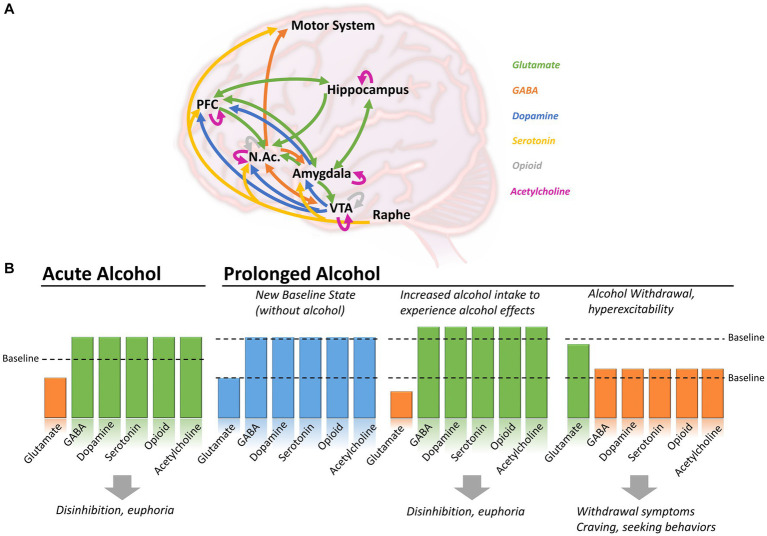 GABAergic signaling in alcohol use disorder and withdrawal: pathological involvement and therapeutic potential.