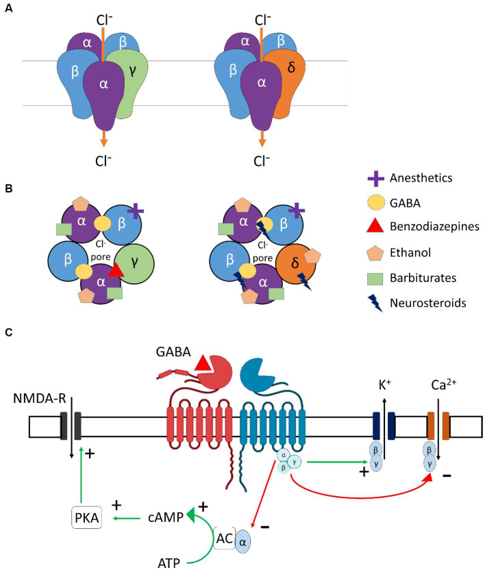 GABAergic signaling in alcohol use disorder and withdrawal: pathological involvement and therapeutic potential.