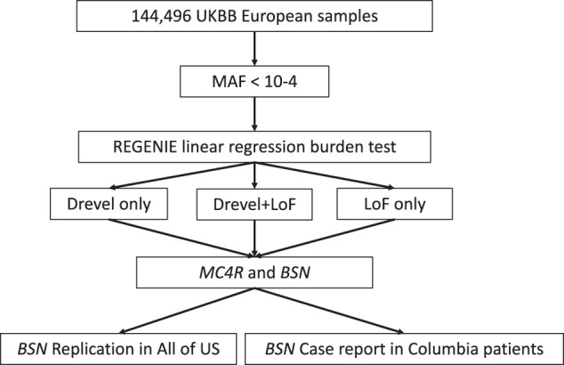 Rare predicted loss of function alleles in Bassoon (BSN) are associated with obesity.