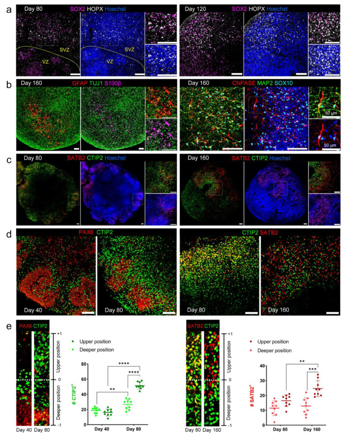 A facile method to generate cerebral organoids from human pluripotent stem cells.