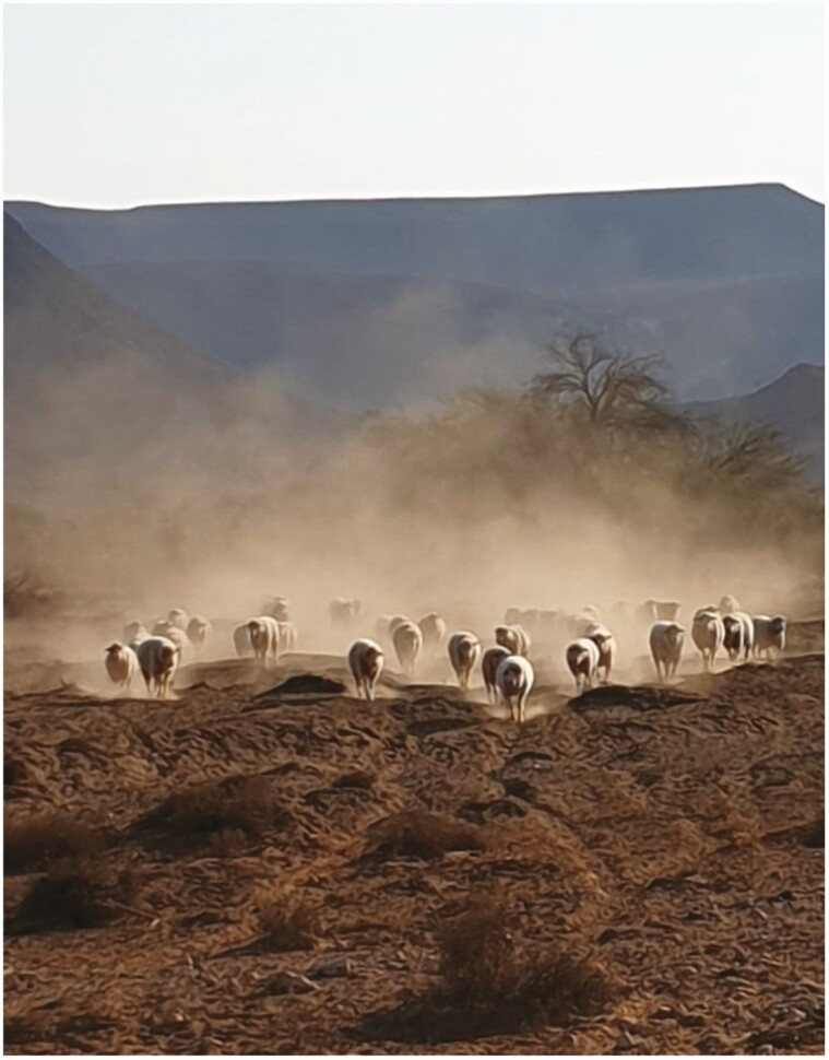 Challenges and strategies for genetic selection of sheep better adapted to harsh environments.