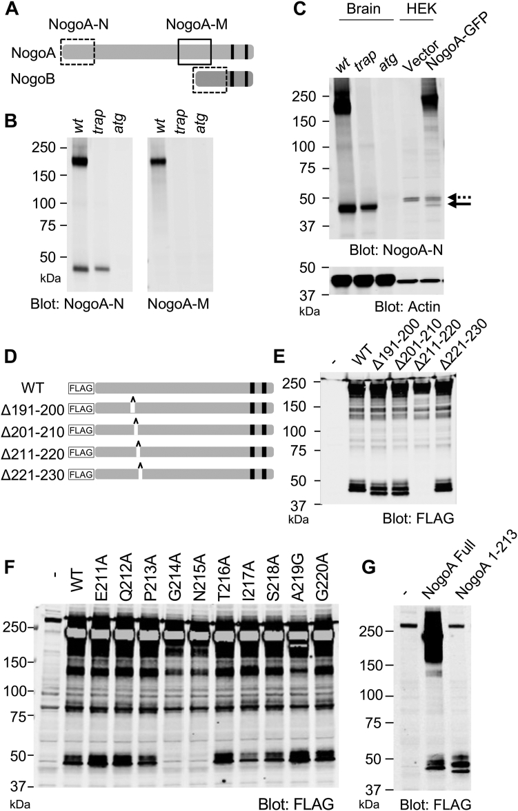 Amino-terminal proteolytic fragment of the axon growth inhibitor Nogo-A (Rtn4A) is upregulated by injury and promotes axon regeneration.