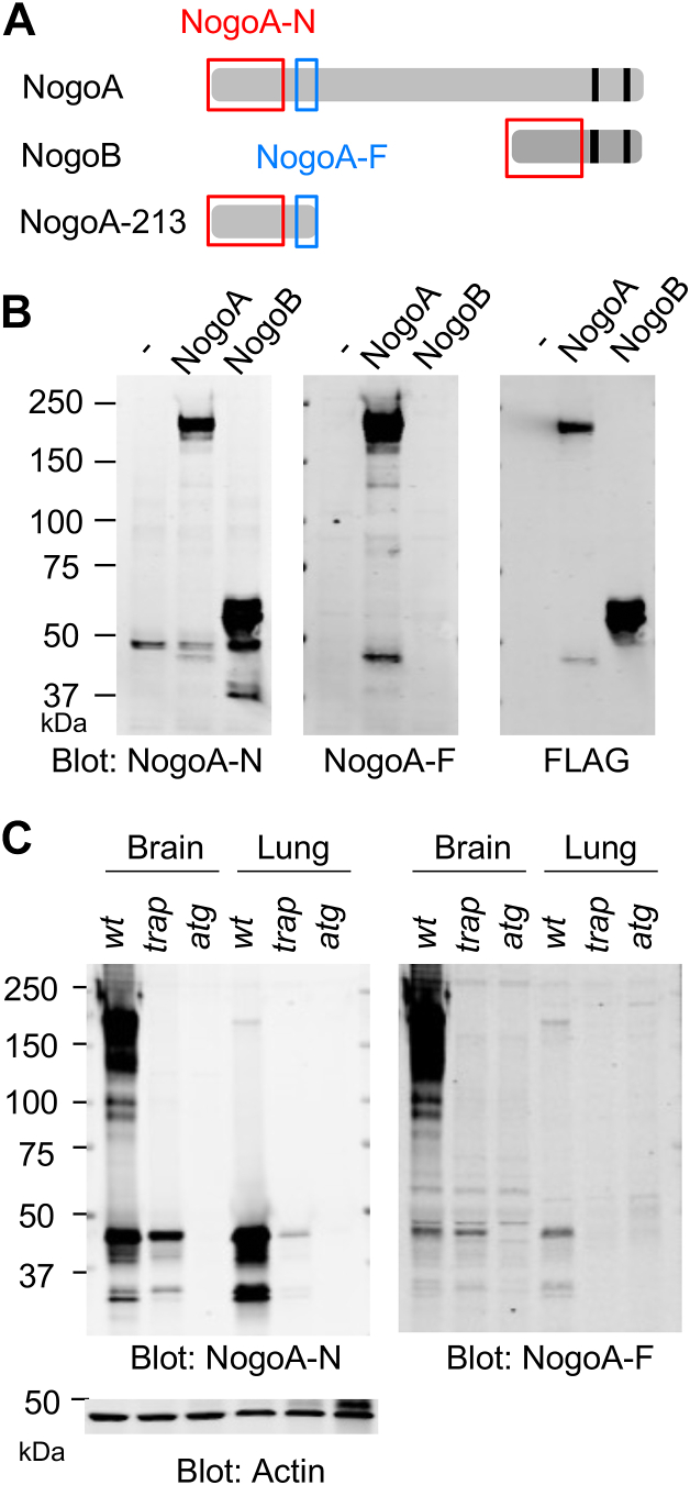 Amino-terminal proteolytic fragment of the axon growth inhibitor Nogo-A (Rtn4A) is upregulated by injury and promotes axon regeneration.