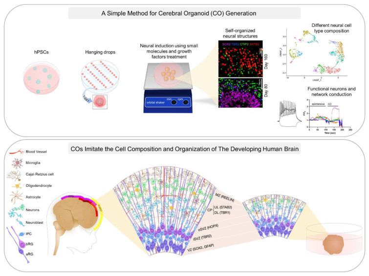 A facile method to generate cerebral organoids from human pluripotent stem cells.