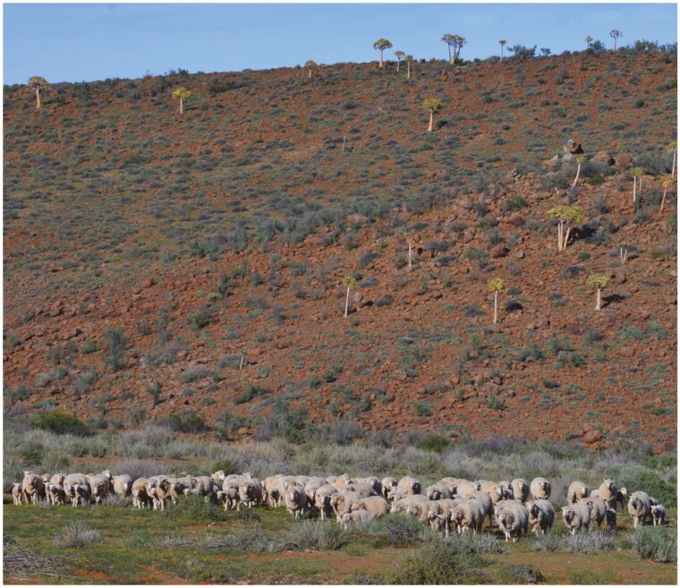 Challenges and strategies for genetic selection of sheep better adapted to harsh environments.