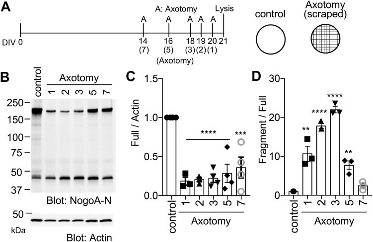 Amino-terminal proteolytic fragment of the axon growth inhibitor Nogo-A (Rtn4A) is upregulated by injury and promotes axon regeneration.
