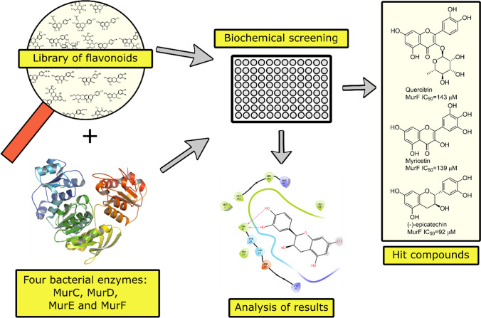 Mur ligase F as a new target for the flavonoids quercitrin, myricetin, and (–)-epicatechin