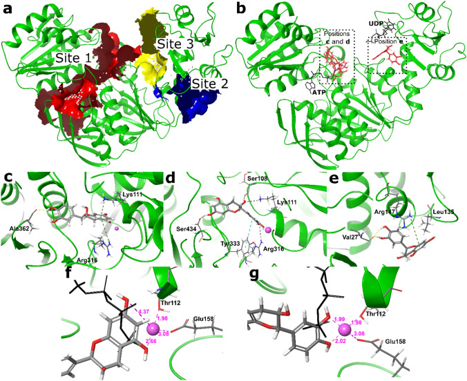 Mur ligase F as a new target for the flavonoids quercitrin, myricetin, and (–)-epicatechin