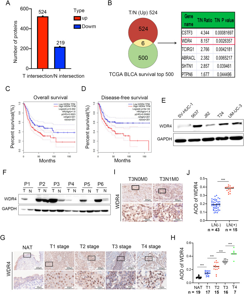 WDR4 promotes the progression and lymphatic metastasis of bladder cancer via transcriptional down-regulation of ARRB2.