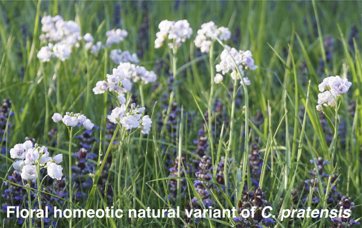 The 1991 review by Coen and Meyerowitz on the war of the whorls and the ABC model of floral organ identity.