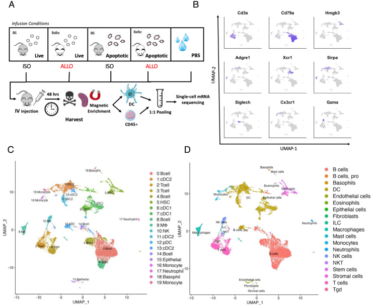 Alloantigen Infusion Activates the Transcriptome of Type 2 Conventional Dendritic Cells.