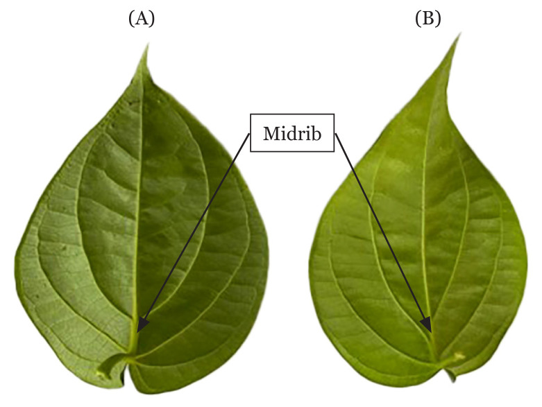 A Scoping Review on Medicinal Properties of <i>Piper betle</i> (<i>Sirih</i>) Based on Malay Medical Manuscripts and Scientific Literatures.