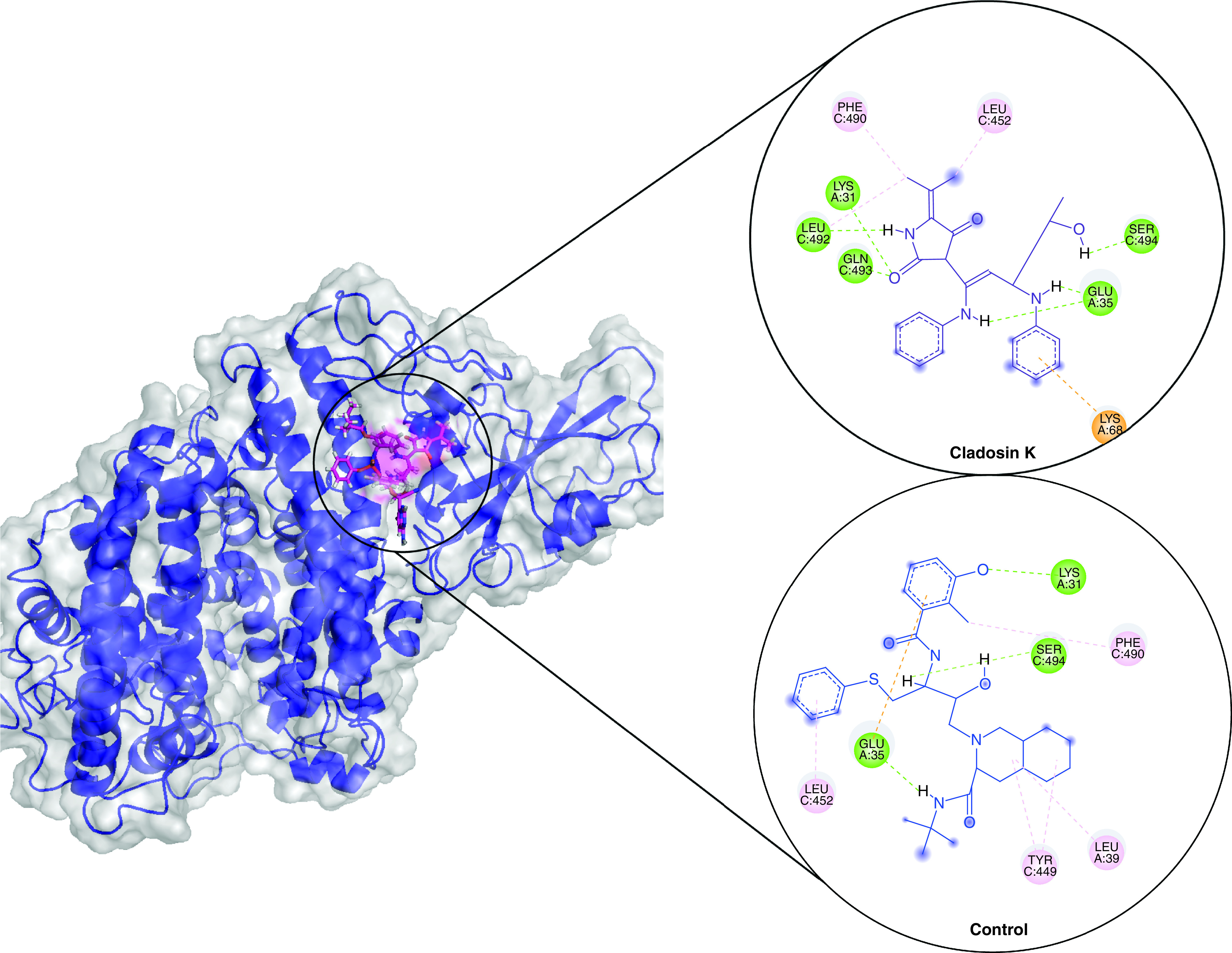 <i>In silico</i> identification of deep-sea fungal alkaloids as potential inhibitors of SARS-CoV-2, Delta and Omicron spikes.