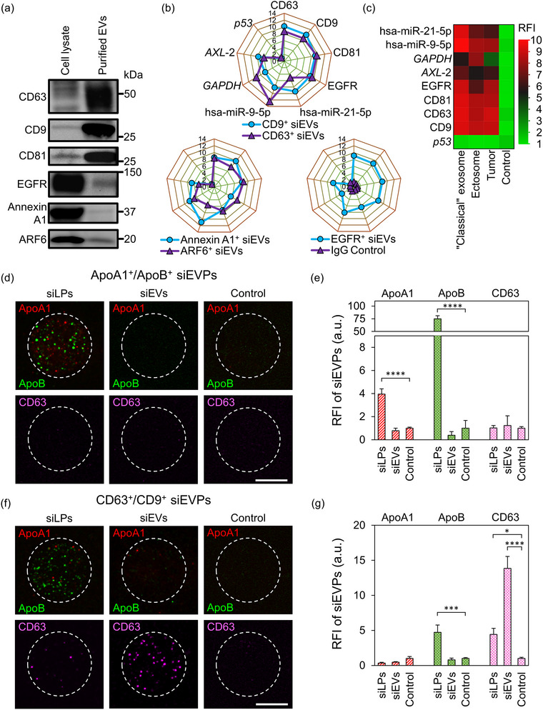 Engineering a tunable micropattern-array assay to sort single extracellular vesicles and particles to detect RNA and protein in situ