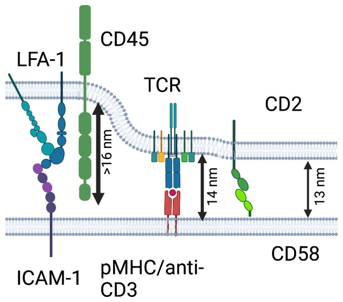 Recent advances in understanding TCR signaling: a synaptic perspective.