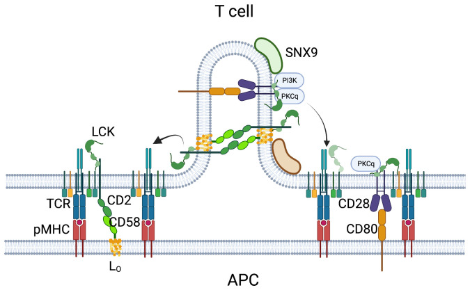 Recent advances in understanding TCR signaling: a synaptic perspective.