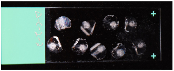 A Simplified Microscopy Technique to Rapidly Characterize Individual Fiber Traits in Cotton.