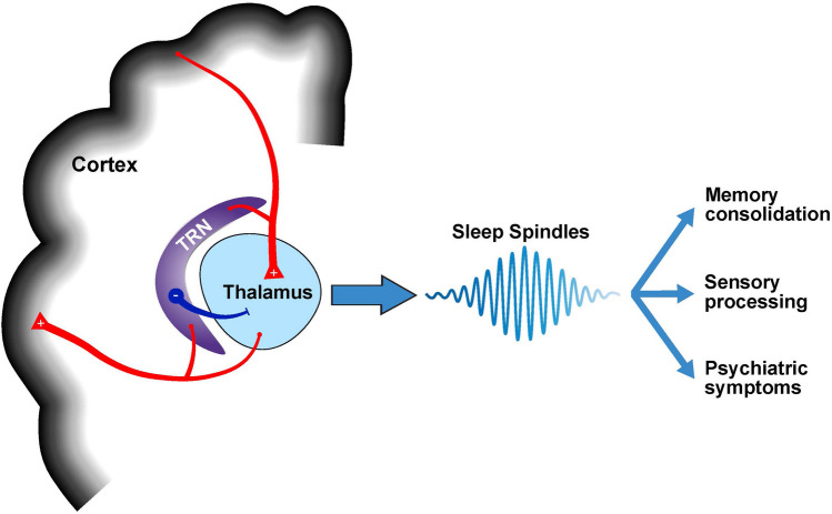 Sleep in 22q11.2 Deletion Syndrome: Current Findings, Challenges, and Future Directions.