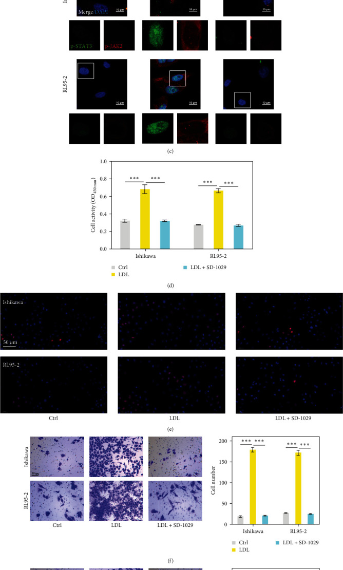 Low-Density Lipoprotein Contributes to Endometrial Carcinoma Cell Proliferation, Migration, and Invasion by Activating the JAK-STAT Signaling Pathway.