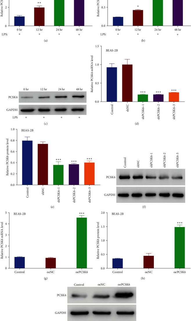 Bone Mesenchymal Stem Cell-Derived Small Extracellular Vesicles Ameliorated Lipopolysaccharide-Induced Lung Injury Via the miR-21-5p/PCSK6 Pathway.